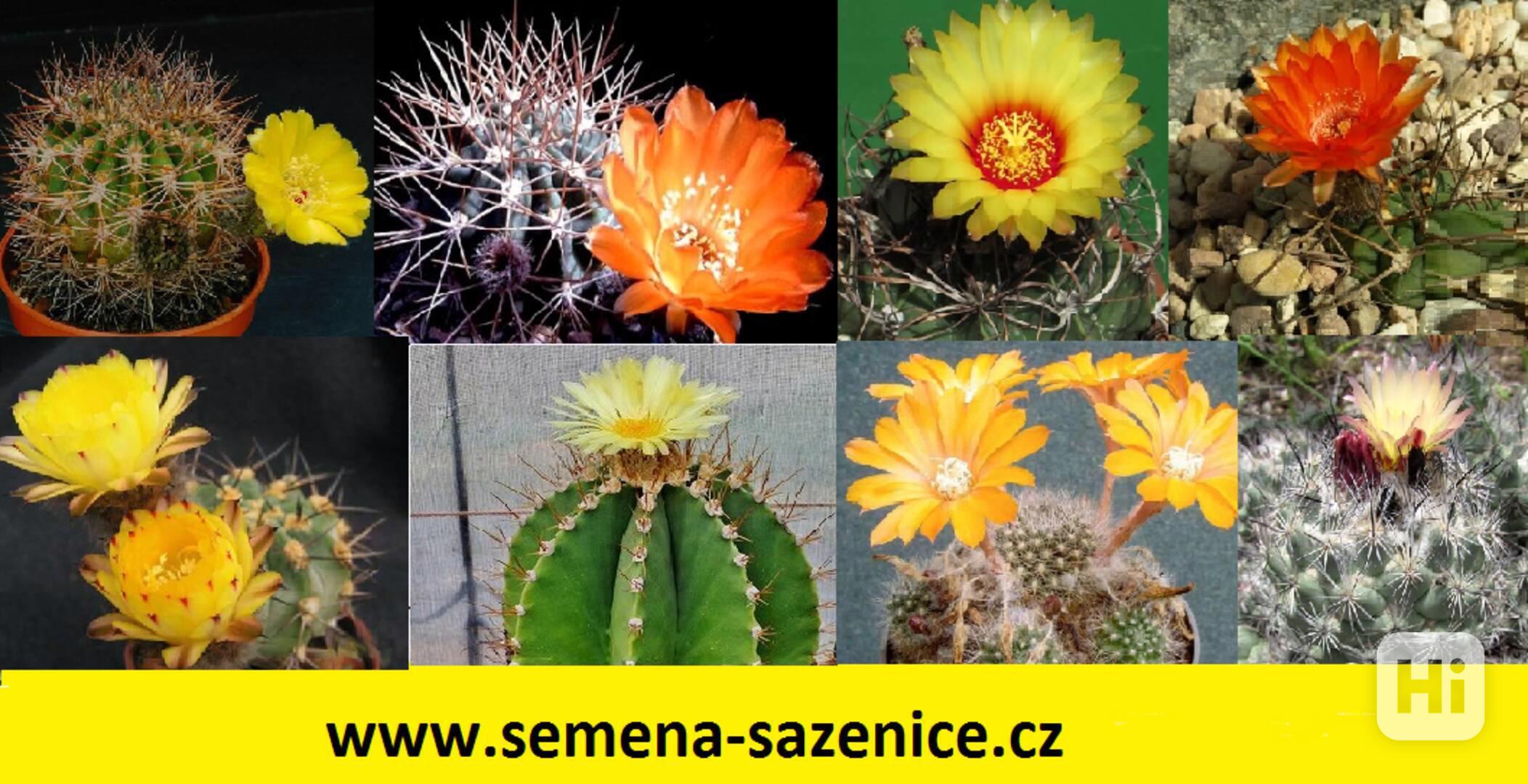 Semena kaktusů a sukulentů - foto 1