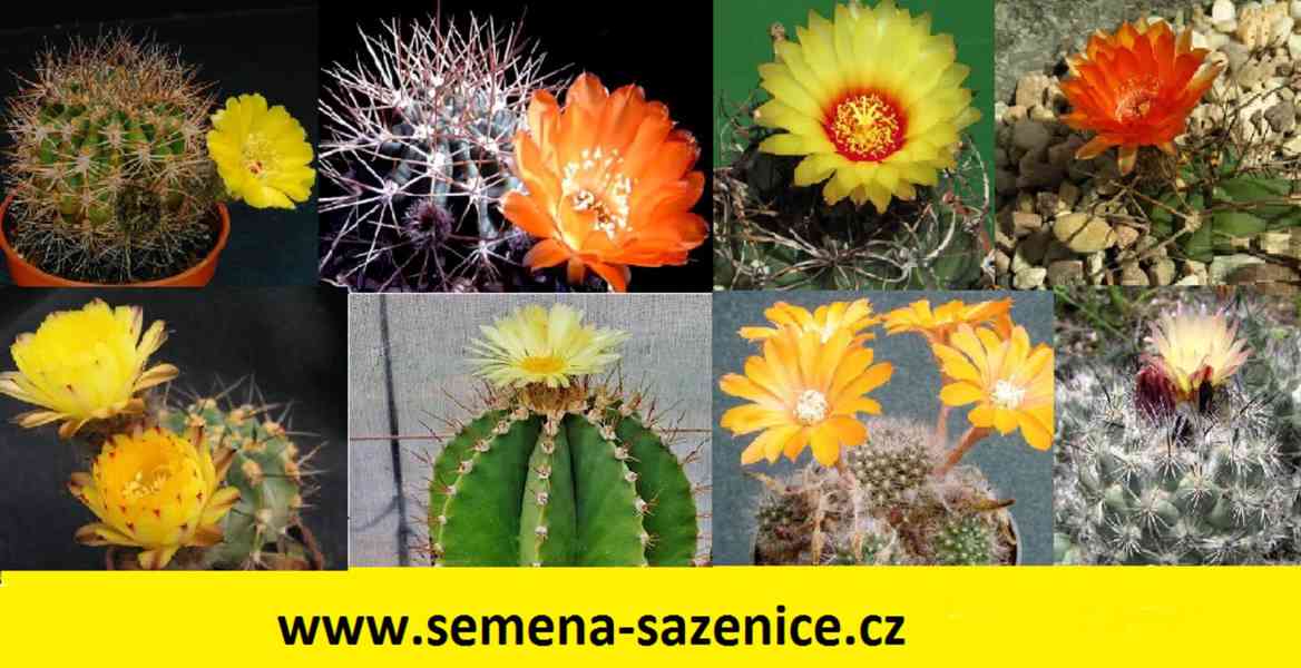 Semena kaktusů a sukulentů - foto 1