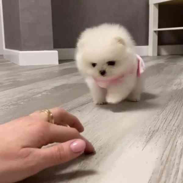 Rozkošná bezplatná štěňata pomeranianů na dárek - foto 1