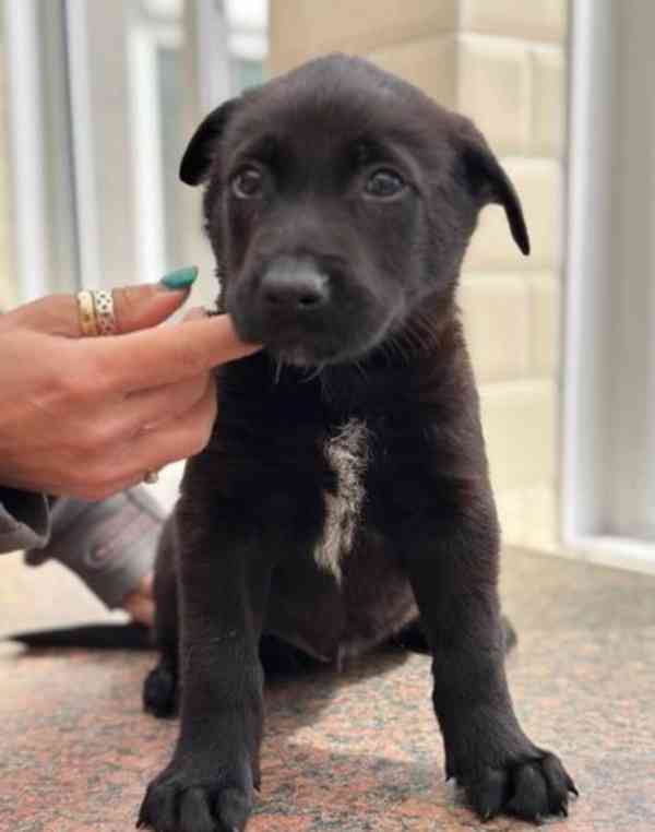 Belgický ovčák malinois - foto 2