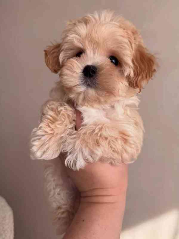 Nabízíme krásná štěňata Maltipoo F1 - foto 1