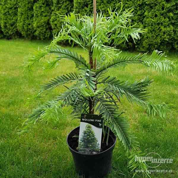 Wollemia  Nobils   , Wollemia Pine  45 cm - foto 1