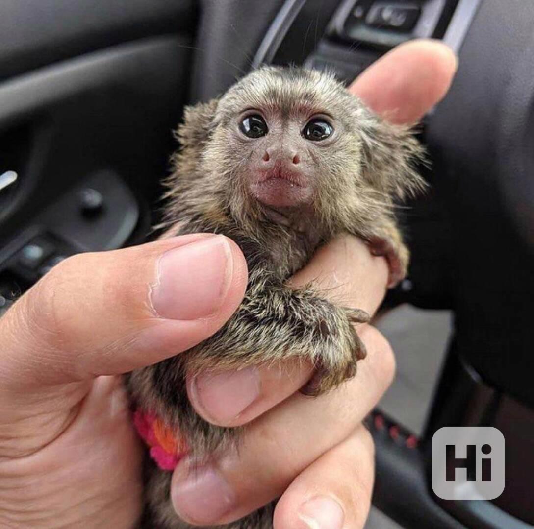 Ochočené opice kosmani na prodej - foto 1