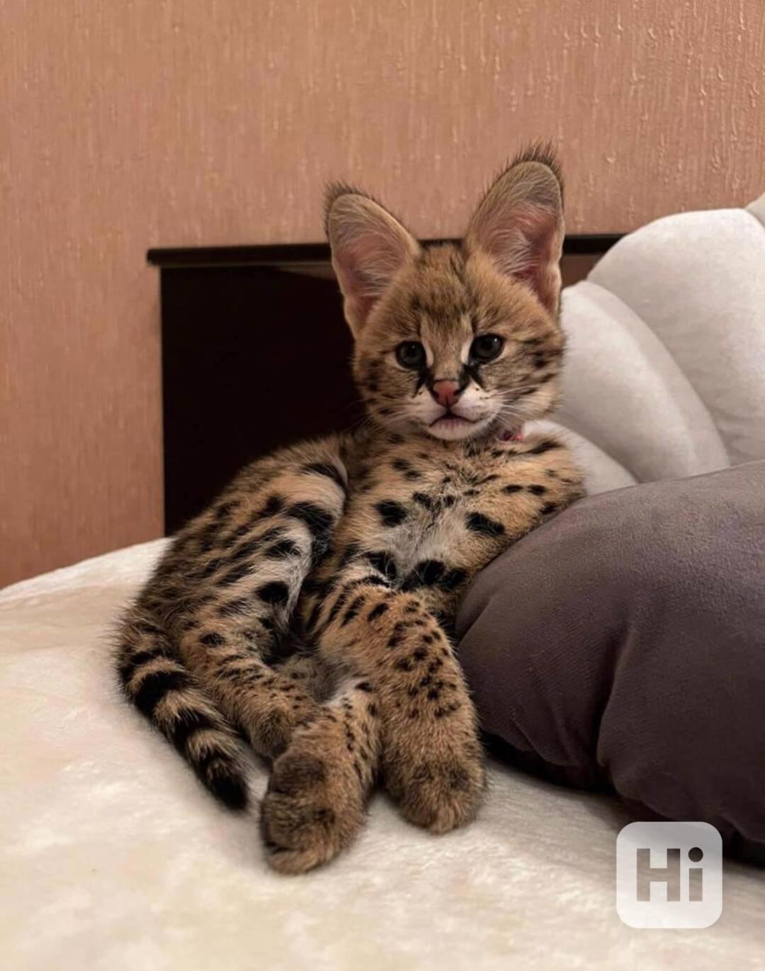    Mačiatka Savannah serval a caracal vo veku 4 týždňov. - foto 1