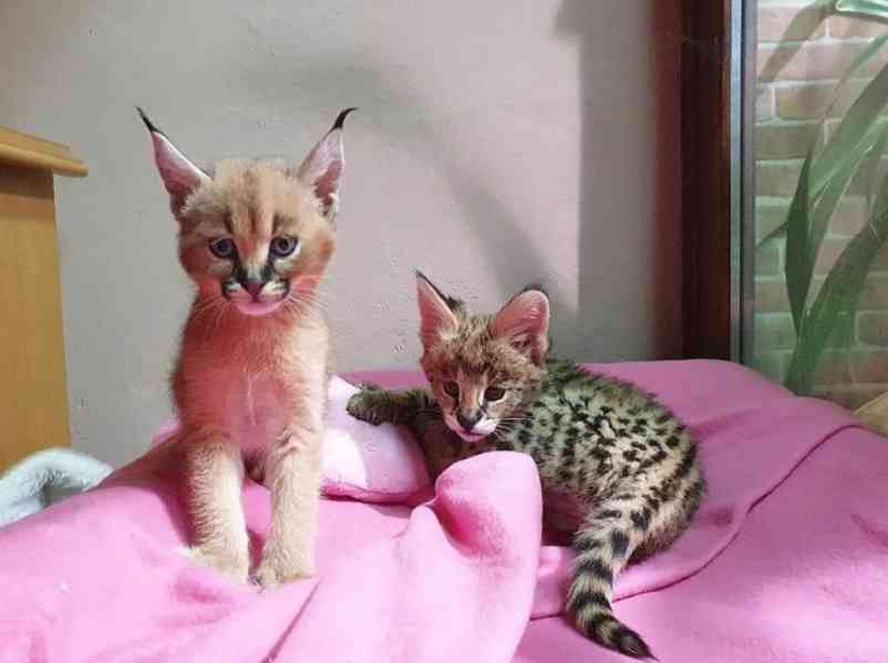    Mačiatka Savannah serval a caracal vo veku 4 týždňov. - foto 2