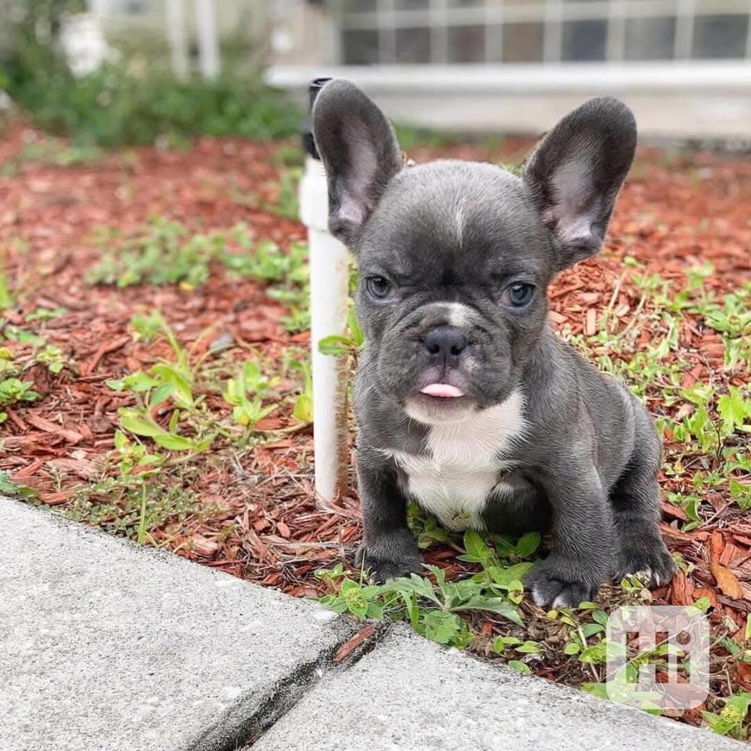 Velmi hravá a přátelská francouzského buldoka - foto 1