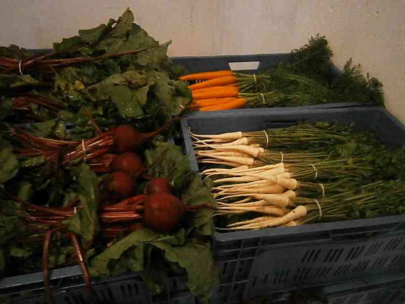 čerstvá zelenina a brambory - foto 1