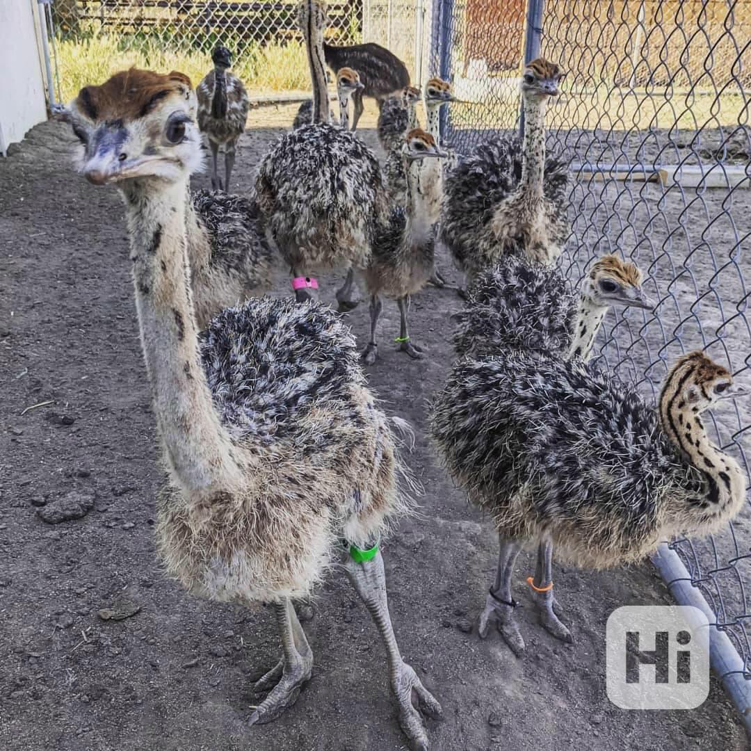 🐾 Exotická pštrosí mláďata - foto 1