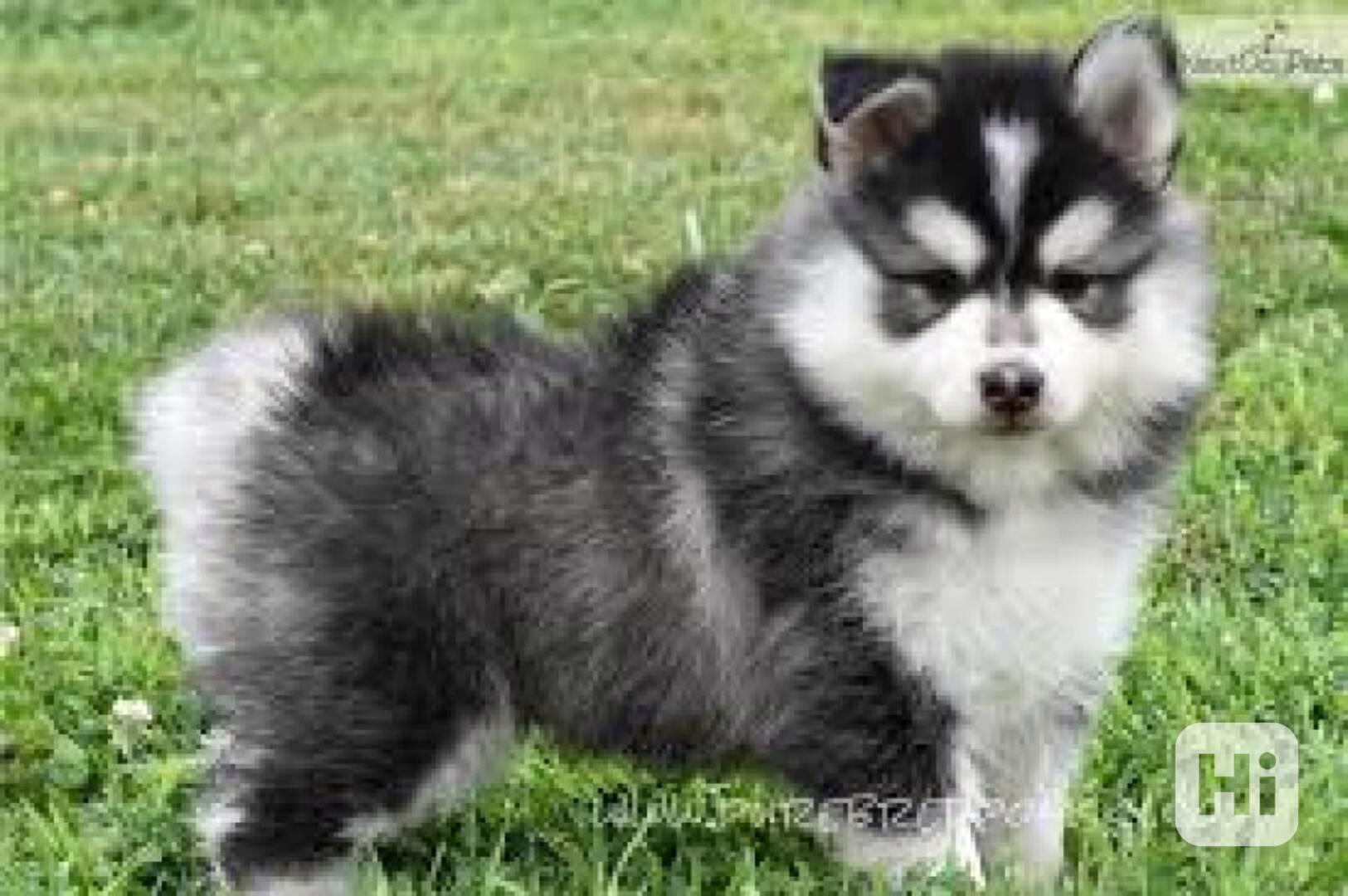 Rozkošná štěňata Pomsky na prodej Super rozkošná štěňata Pom - foto 1