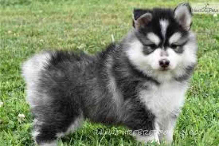 Rozkošná štěňata Pomsky na prodej Super rozkošná štěňata Pom - foto 1