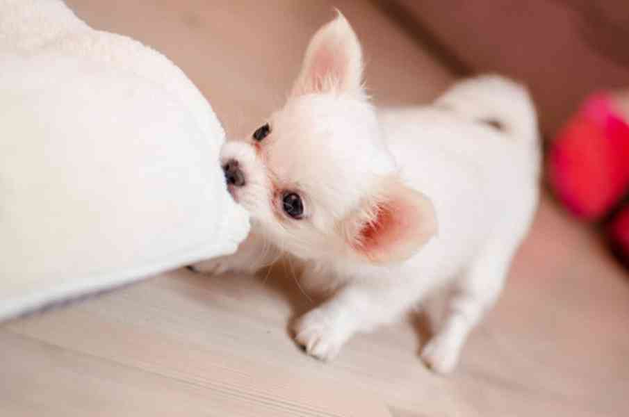 Tiny Micro Pup KC-Reg Lilac long-coat CHIHUAHUA - foto 2