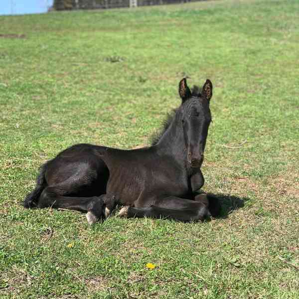 krásní fríští koně připraveni pro svůj nový domov - foto 2