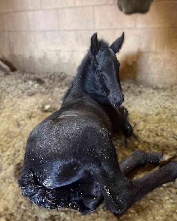 krásní fríští koně připraveni pro svůj nový domov - foto 1