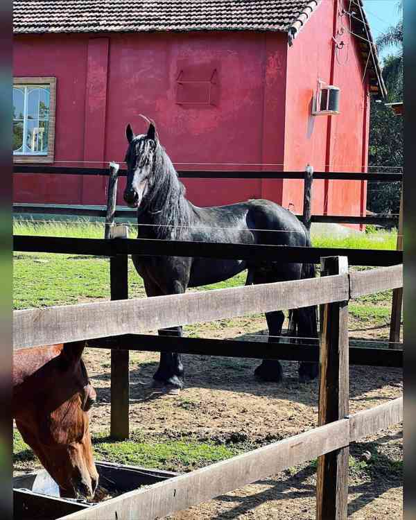 krásní fríští koně připraveni pro svůj nový domov - foto 3
