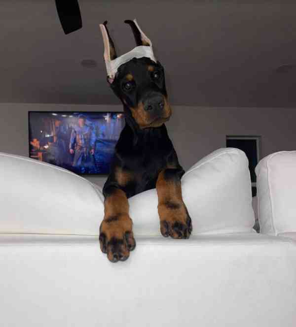 Doberman PUPPIES for adoption  - foto 1