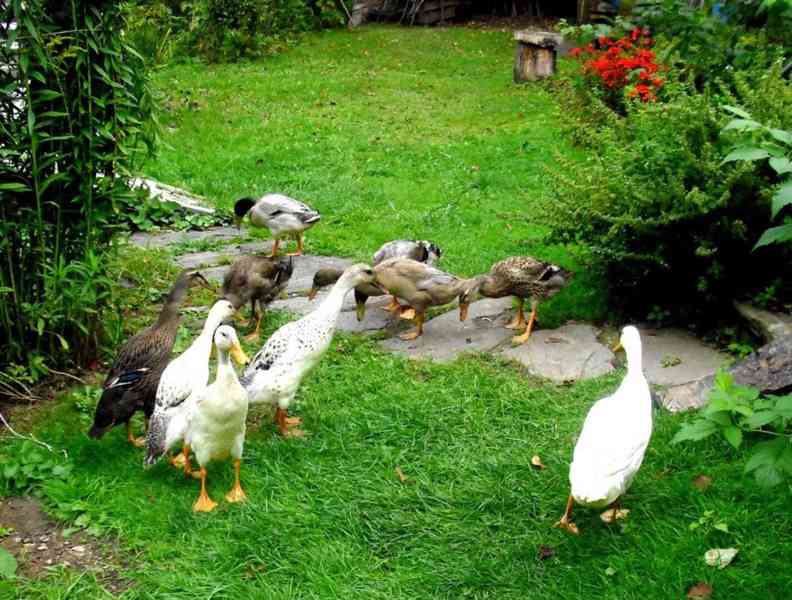 Prodám letošní indické běžce - kluky, možné i pár - foto 3