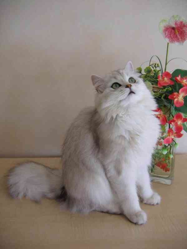 britské dlouhosrsté kotě - foto 2