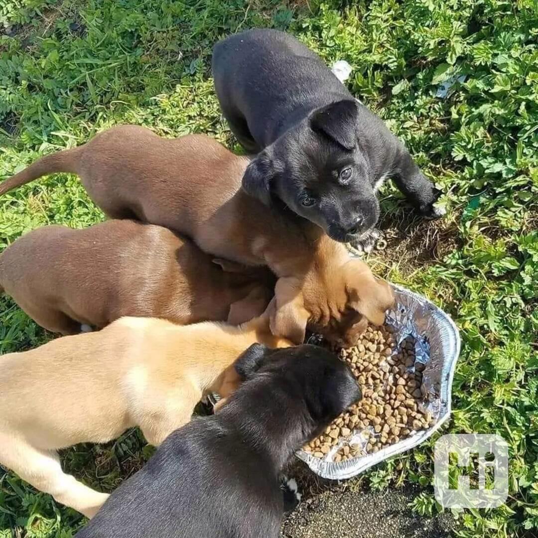 Labrador - krásný pejsek s PP - foto 1