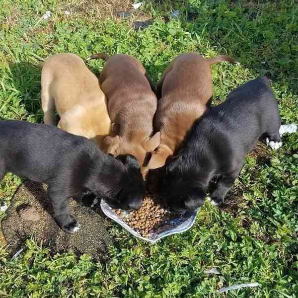 Labrador - krásný pejsek s PP - foto 2