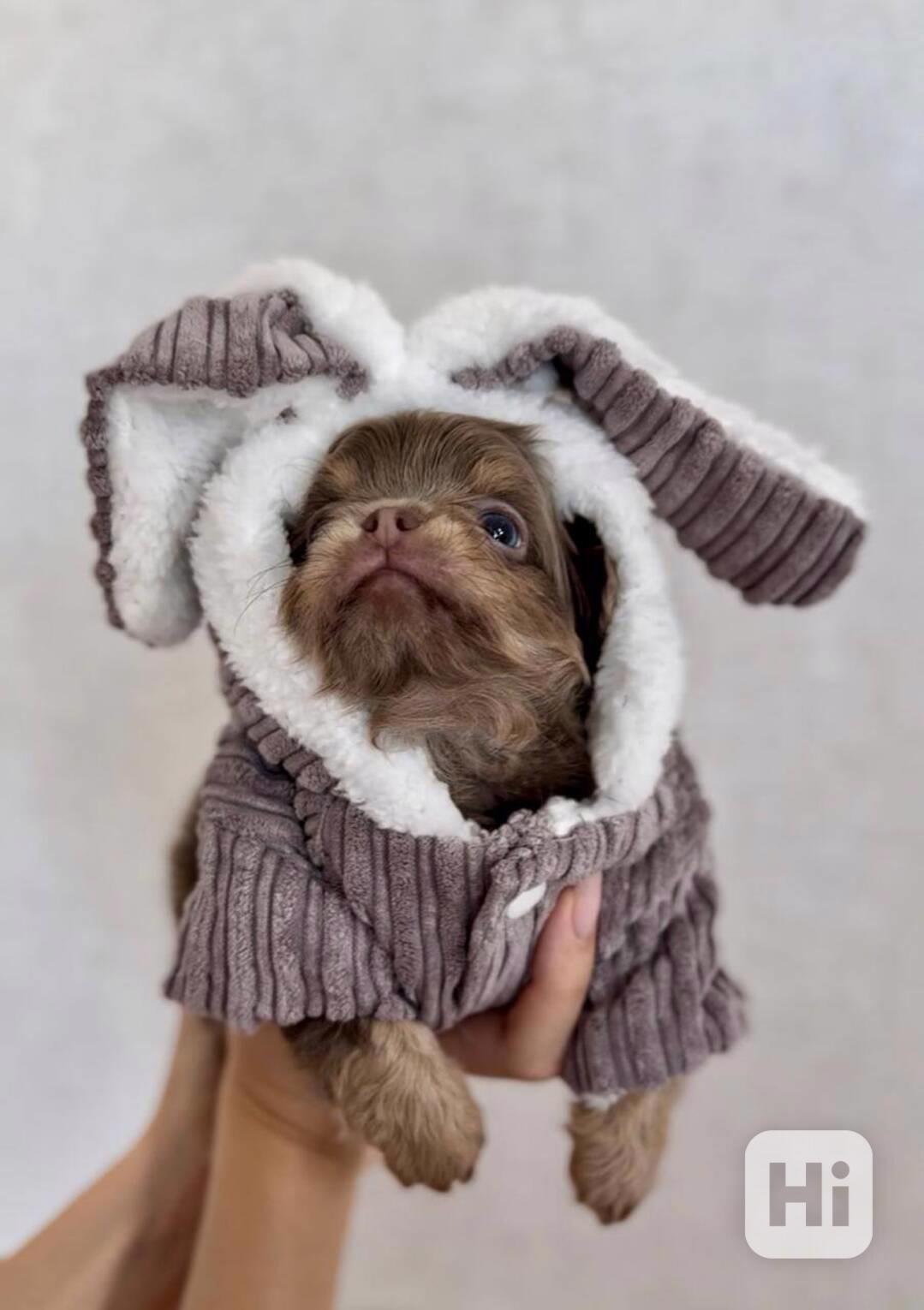 Roztomilé štěně plemene Chihuahua - foto 1