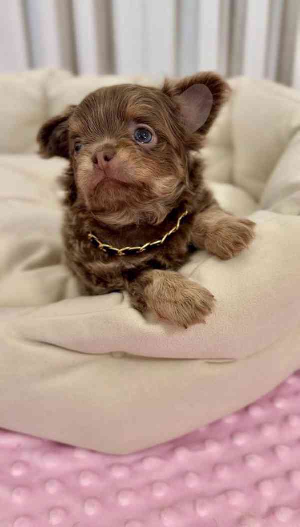 Roztomilé štěně plemene Chihuahua - foto 2