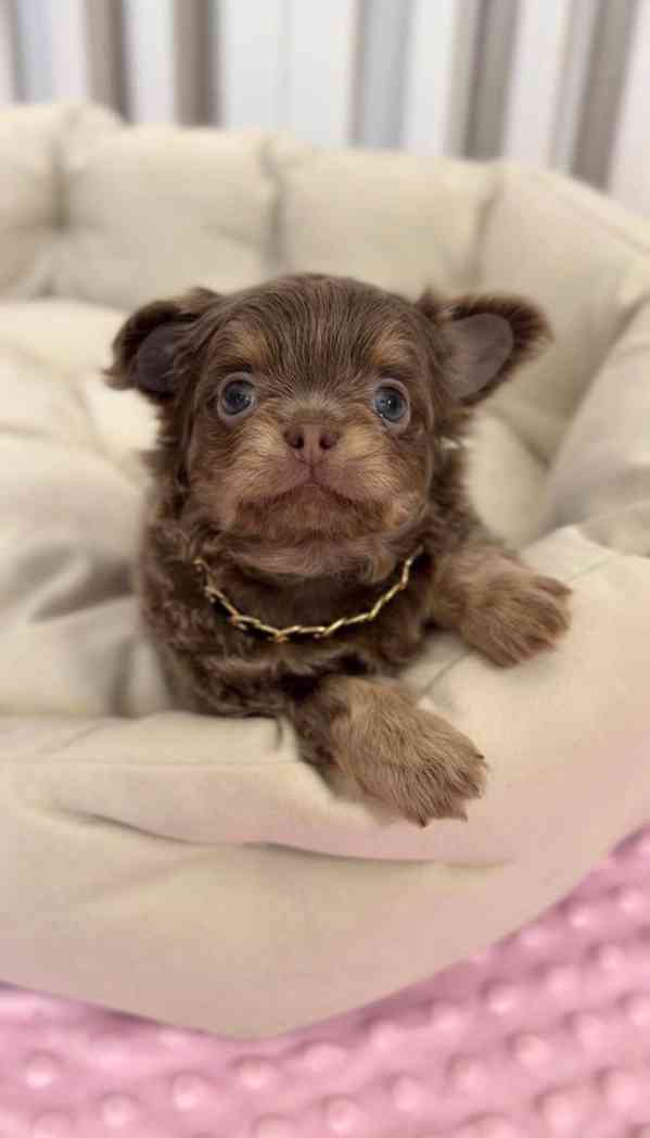 Roztomilé štěně plemene Chihuahua - foto 3