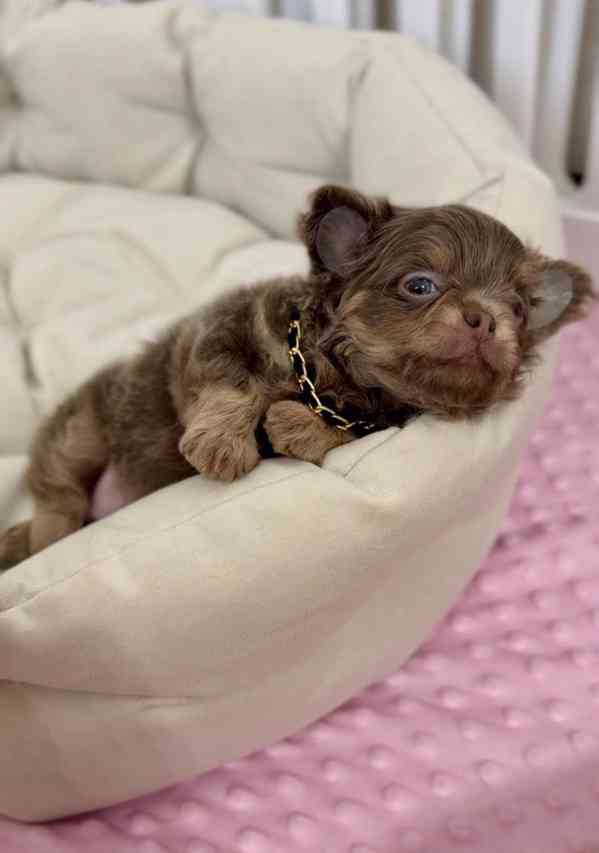 Roztomilé štěně plemene Chihuahua - foto 4