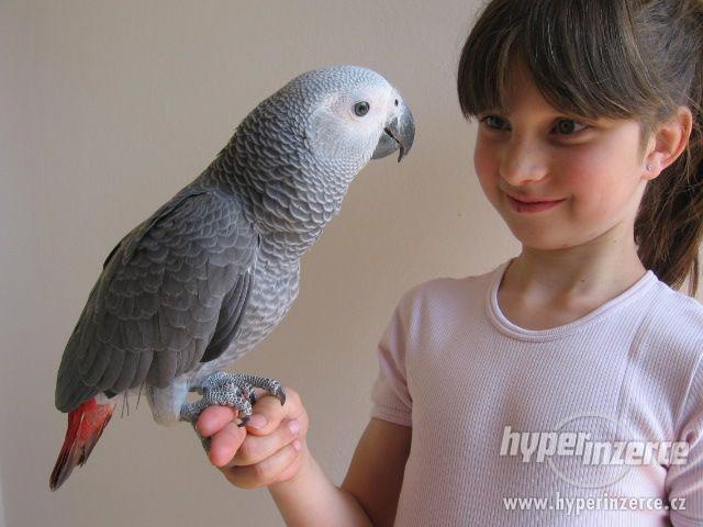 Žako a Papoušek senegalský - ochočené mládě - foto 1