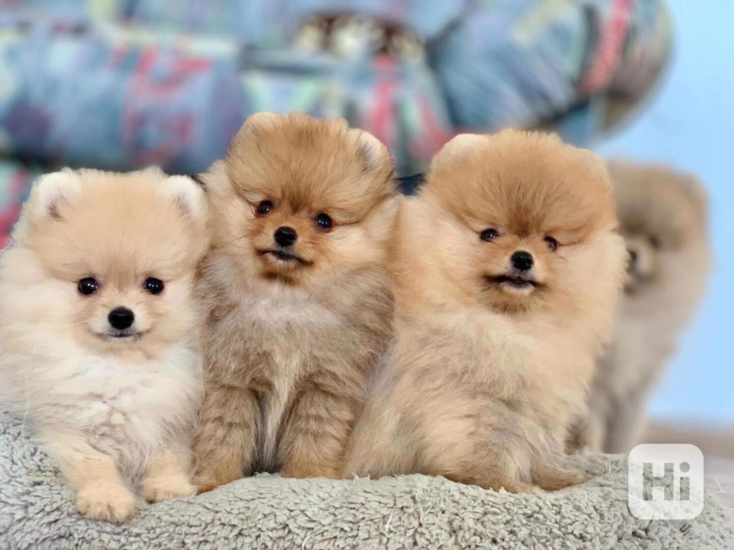 Štěňata pomeraniana samci a samice k adopci - foto 1