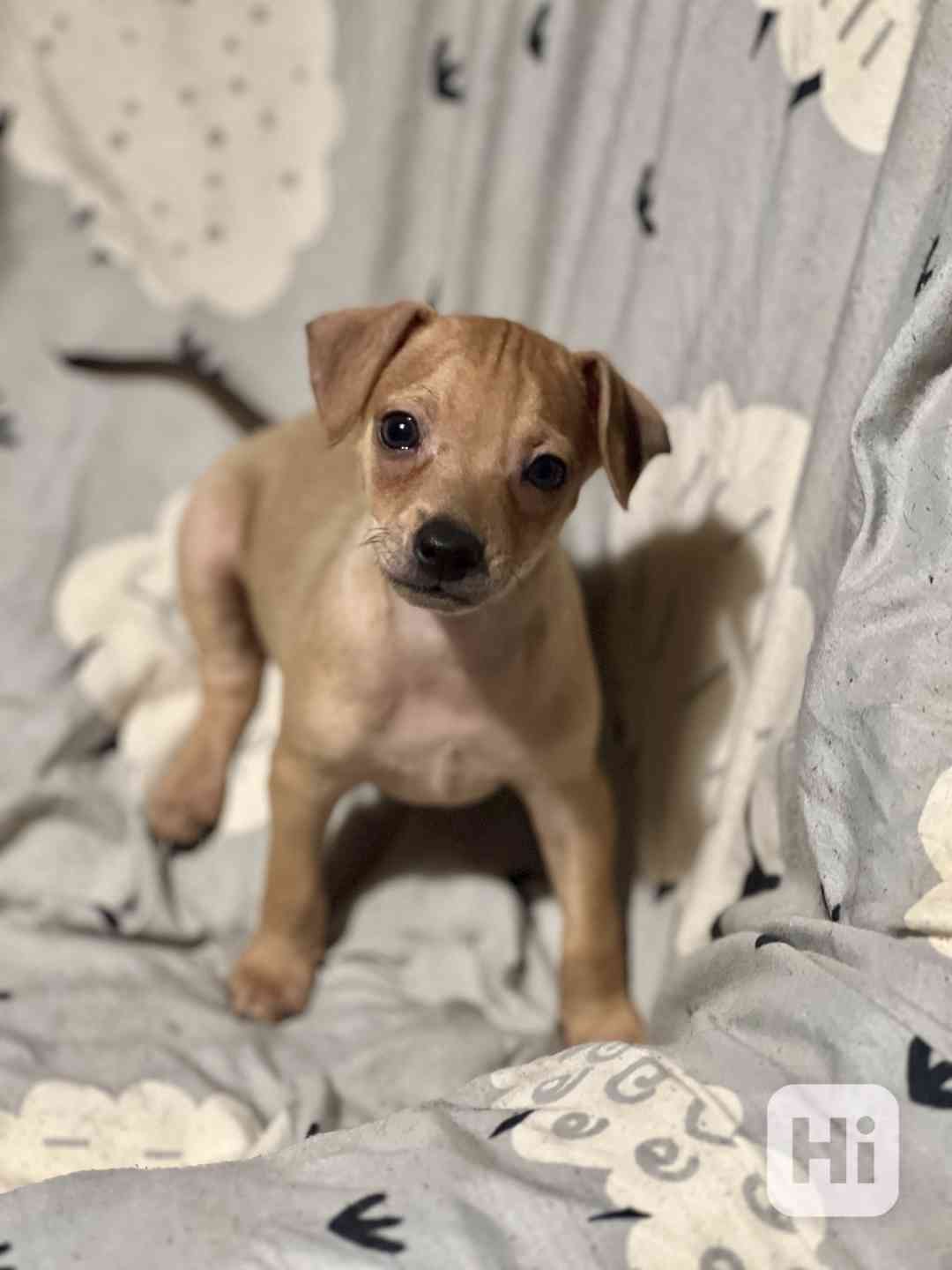 Trpasličí pinč - foto 1