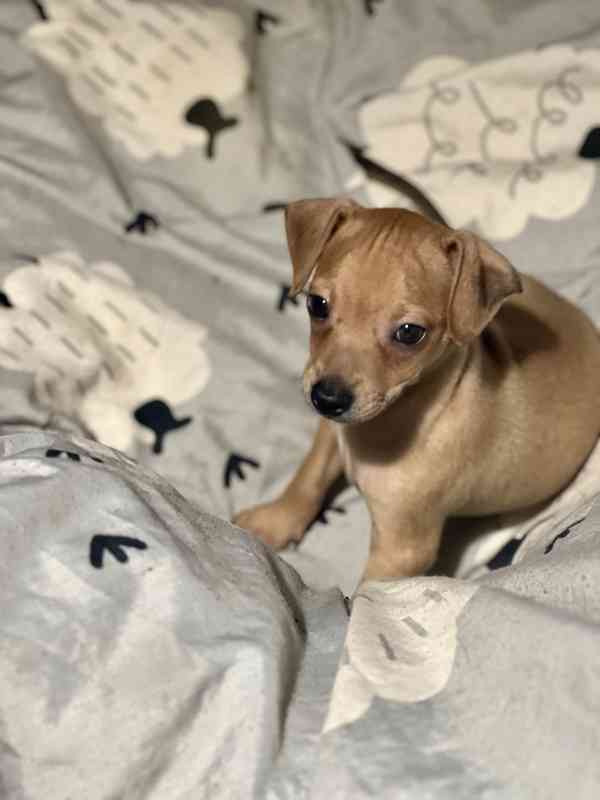 Trpasličí pinč - foto 1