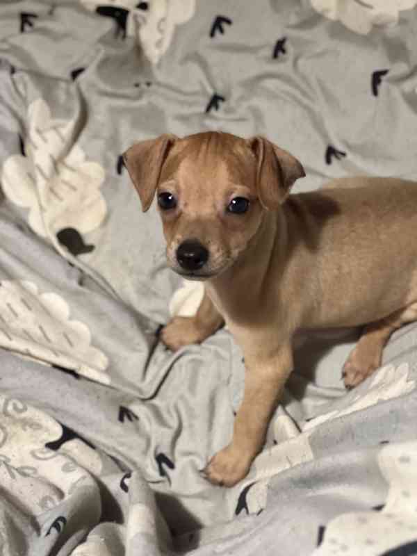 Trpasličí pinč - foto 2