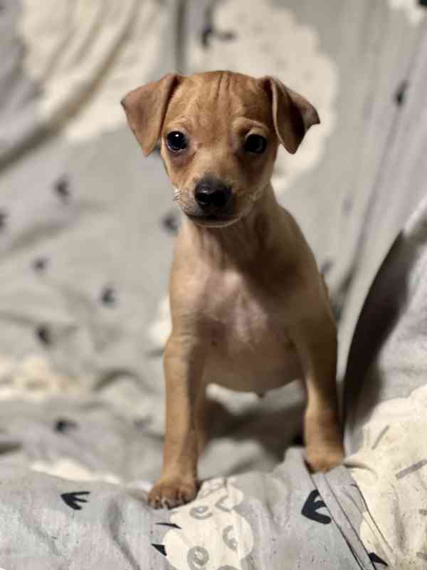 Trpasličí pinč - foto 3