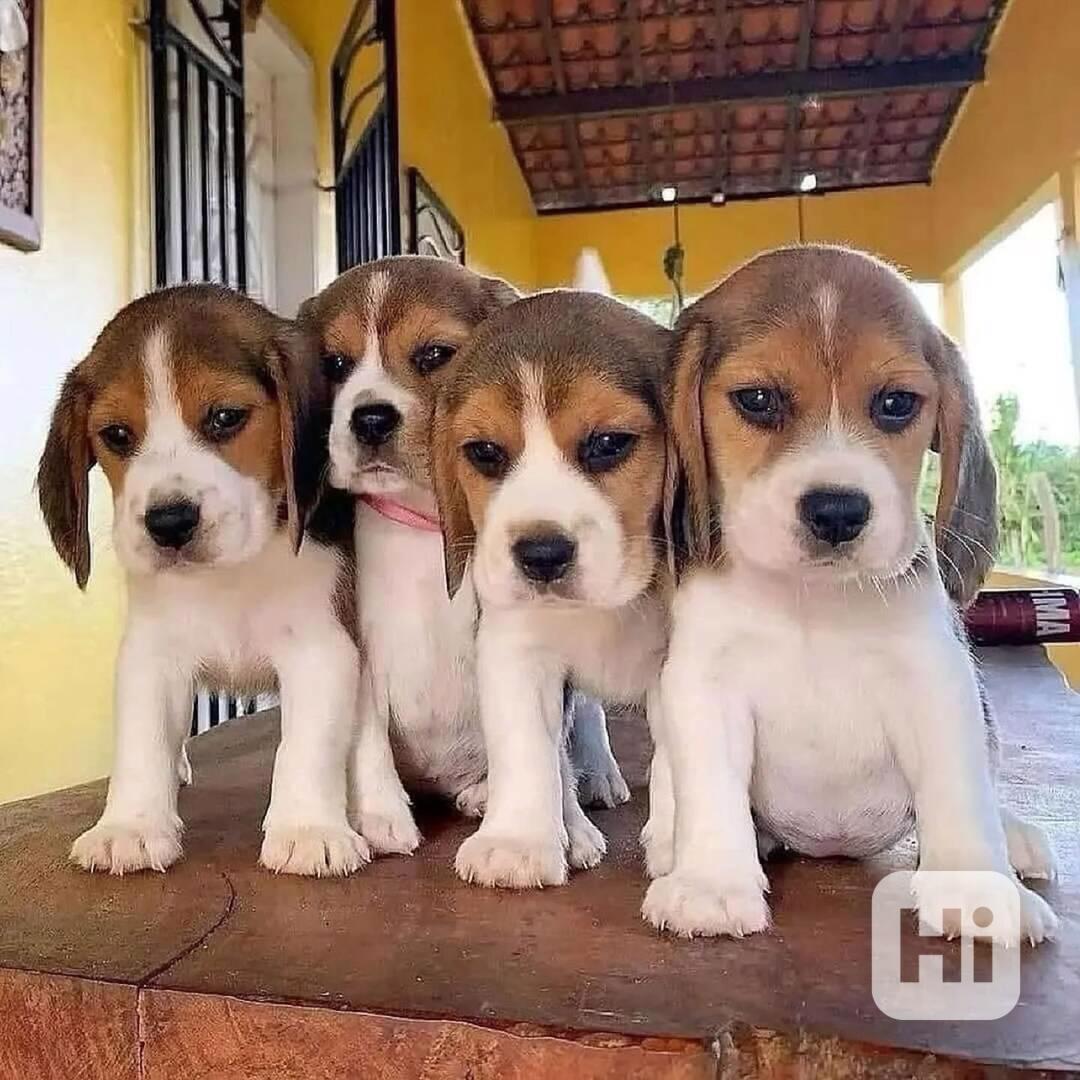 Štěňata bíglů - foto 1