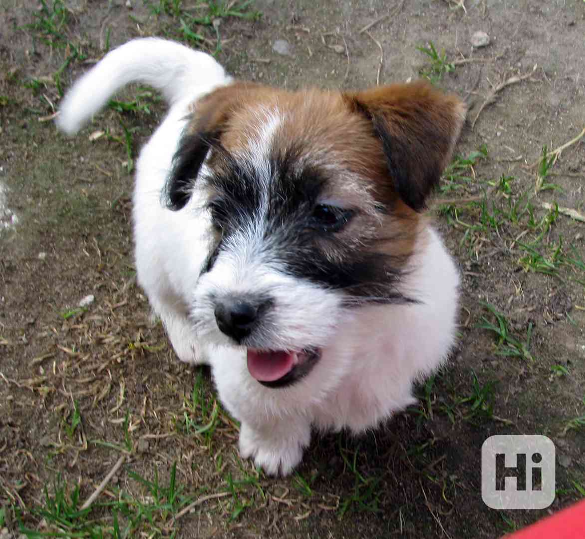 Poslední 2 pejsci Jack Russell teriéra s PP k odběru - foto 1
