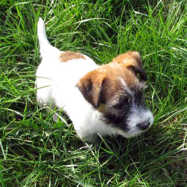 Poslední 2 pejsci Jack Russell teriéra s PP k odběru - foto 2