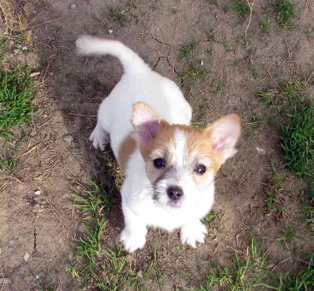 Poslední 2 pejsci Jack Russell teriéra s PP k odběru - foto 10
