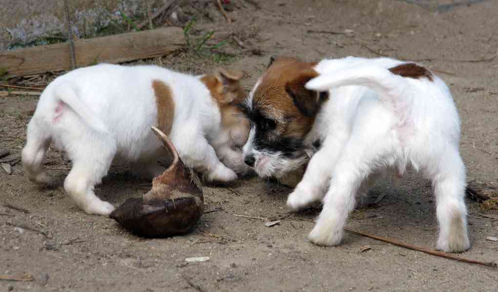 Poslední 2 pejsci Jack Russell teriéra s PP k odběru - foto 18