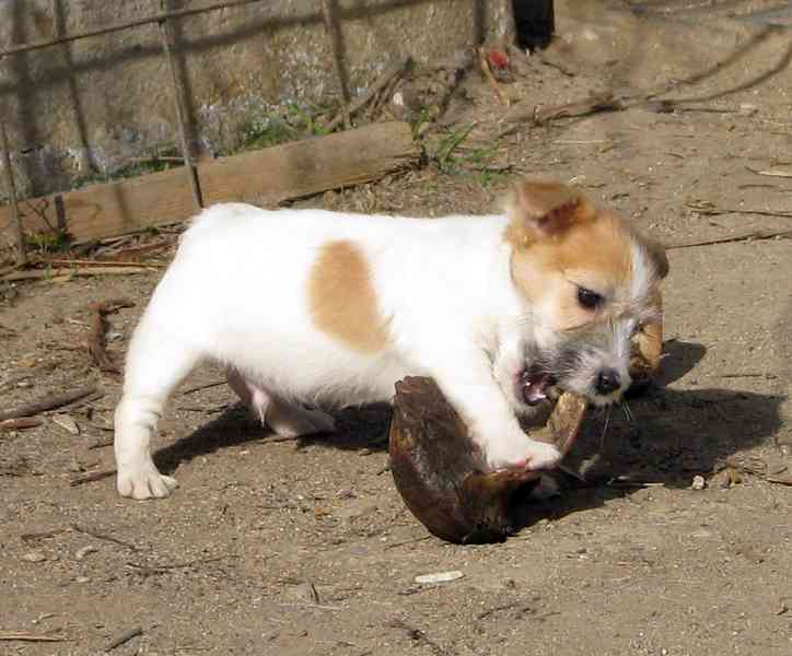 Poslední 2 pejsci Jack Russell teriéra s PP k odběru - foto 14