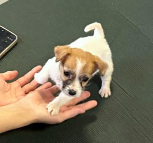 Poslední 2 pejsci Jack Russell teriéra s PP k odběru - foto 17