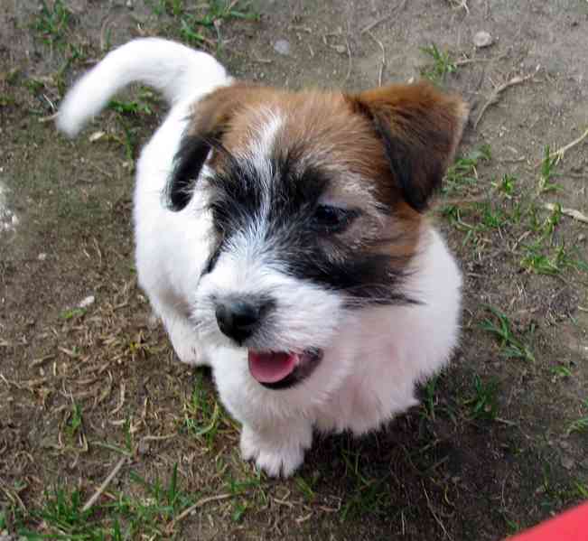 Poslední 2 pejsci Jack Russell teriéra s PP k odběru - foto 1