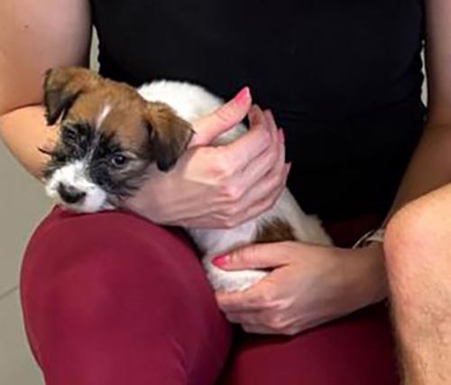 Poslední 2 pejsci Jack Russell teriéra s PP k odběru - foto 8