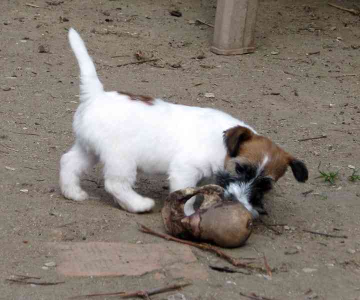 Poslední 2 pejsci Jack Russell teriéra s PP k odběru - foto 3