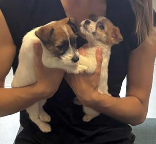 Poslední 2 pejsci Jack Russell teriéra s PP k odběru - foto 19