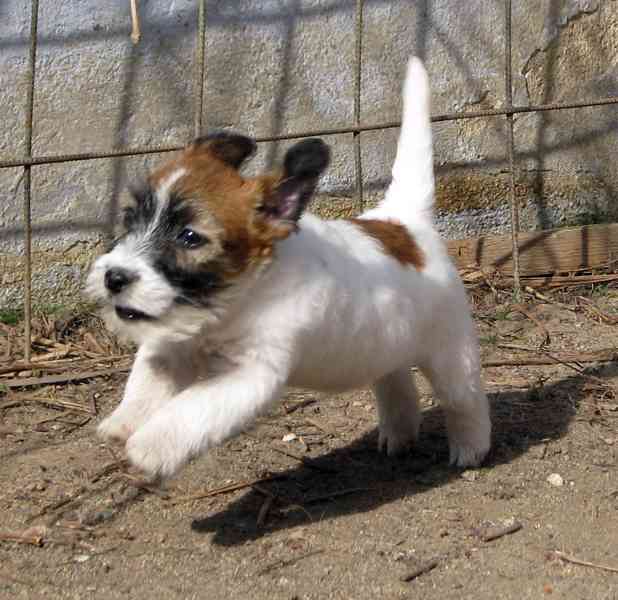 Poslední 2 pejsci Jack Russell teriéra s PP k odběru - foto 6
