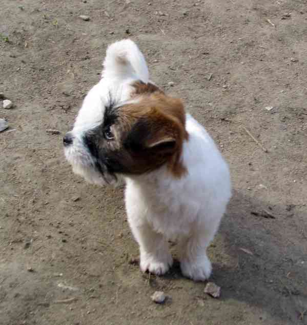 Poslední 2 pejsci Jack Russell teriéra s PP k odběru - foto 7