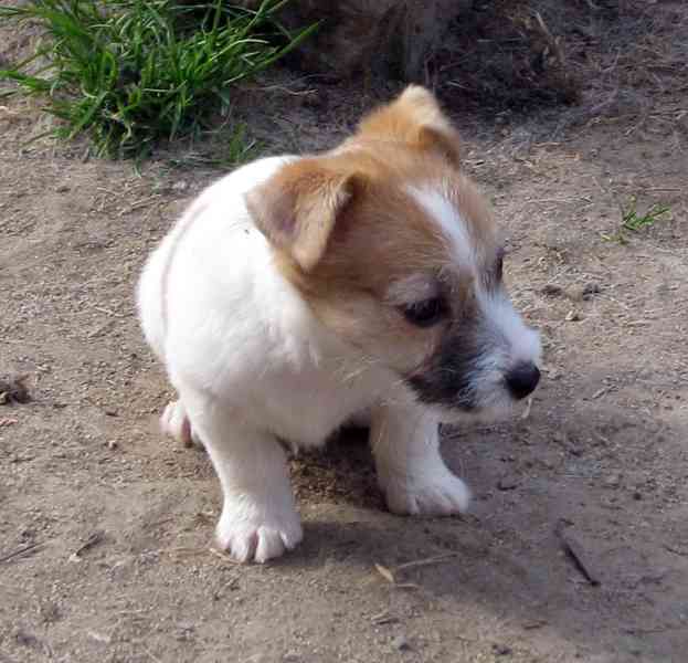 Poslední 2 pejsci Jack Russell teriéra s PP k odběru - foto 11