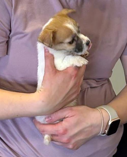 Poslední 2 pejsci Jack Russell teriéra s PP k odběru - foto 16