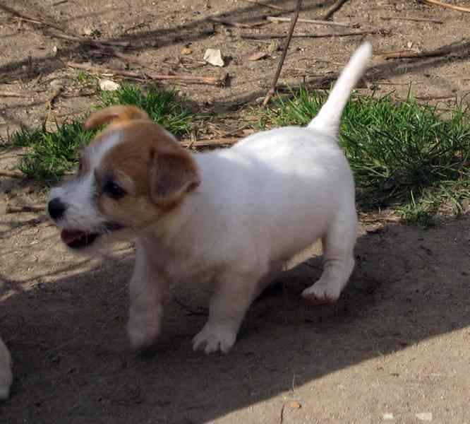 Poslední 2 pejsci Jack Russell teriéra s PP k odběru - foto 9