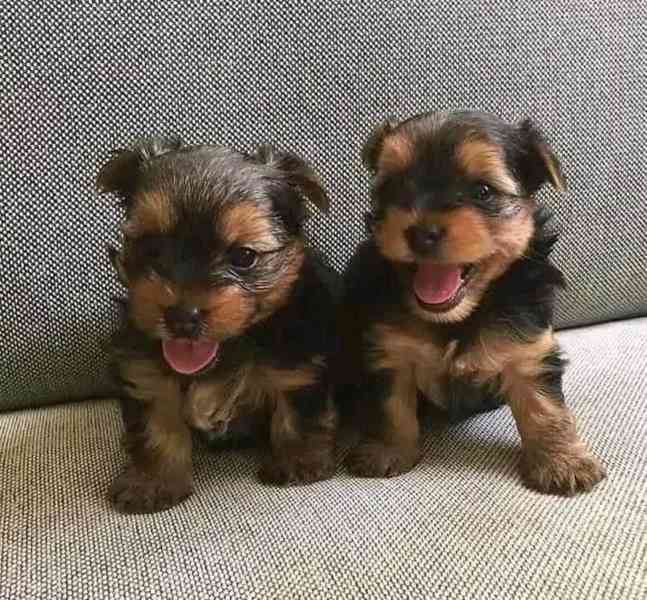 Male and Female yorkie puppies - foto 1